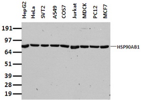 HSP90AB1 Mouse Monoclonal Antibody