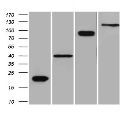 DDK (FLAG) mouse monoclonal antibody, clone OTI11C3DDK（FLAG）小鼠单克隆抗体