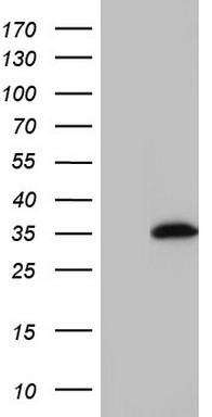 HA mouse monoclonal antibody, clone CB051；HA小鼠单克隆抗体