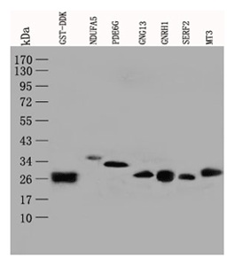 Clone OTI4G1, Anti-GST mouse monoclonal antibody克隆OTI4G1，抗GST小鼠单克隆抗体