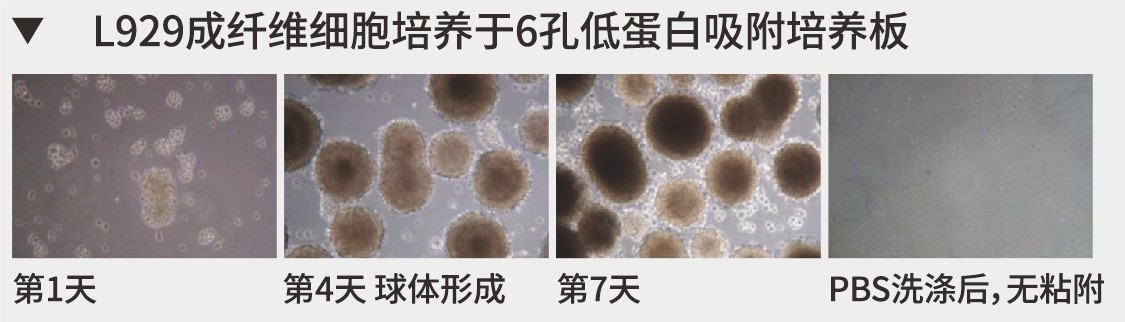 Ultra-Low Binding超低吸附6孔细胞培养板（NBH1118）