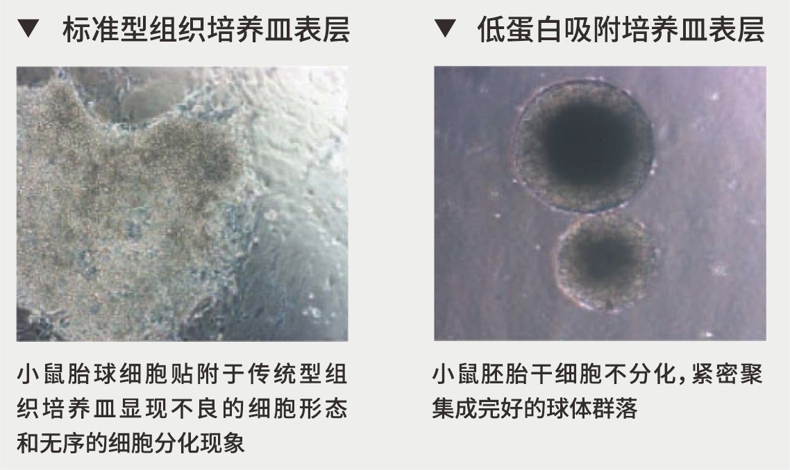 Ultra-Low Binding超低吸附24孔细胞培养板（NBH1124）