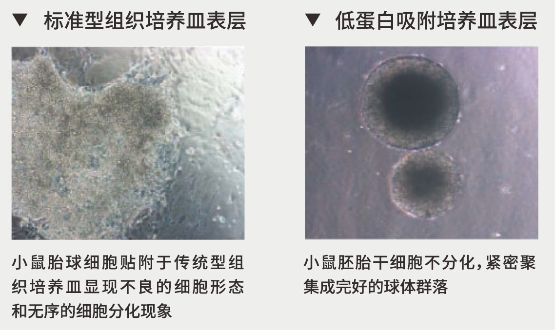 Ultra-Low Binding超低吸附6孔细胞培养板（NBH1118）