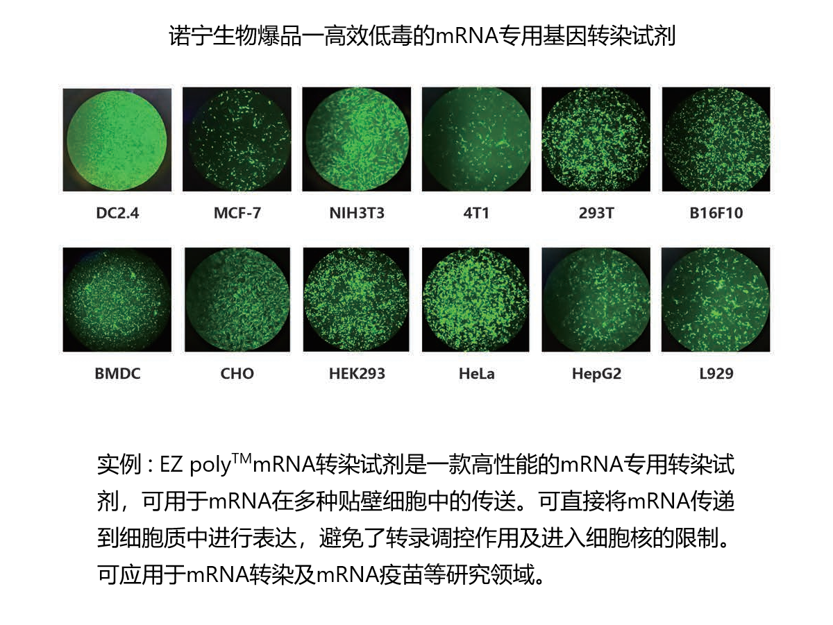 EZ poly™mRNA转染试剂（NBS2052）