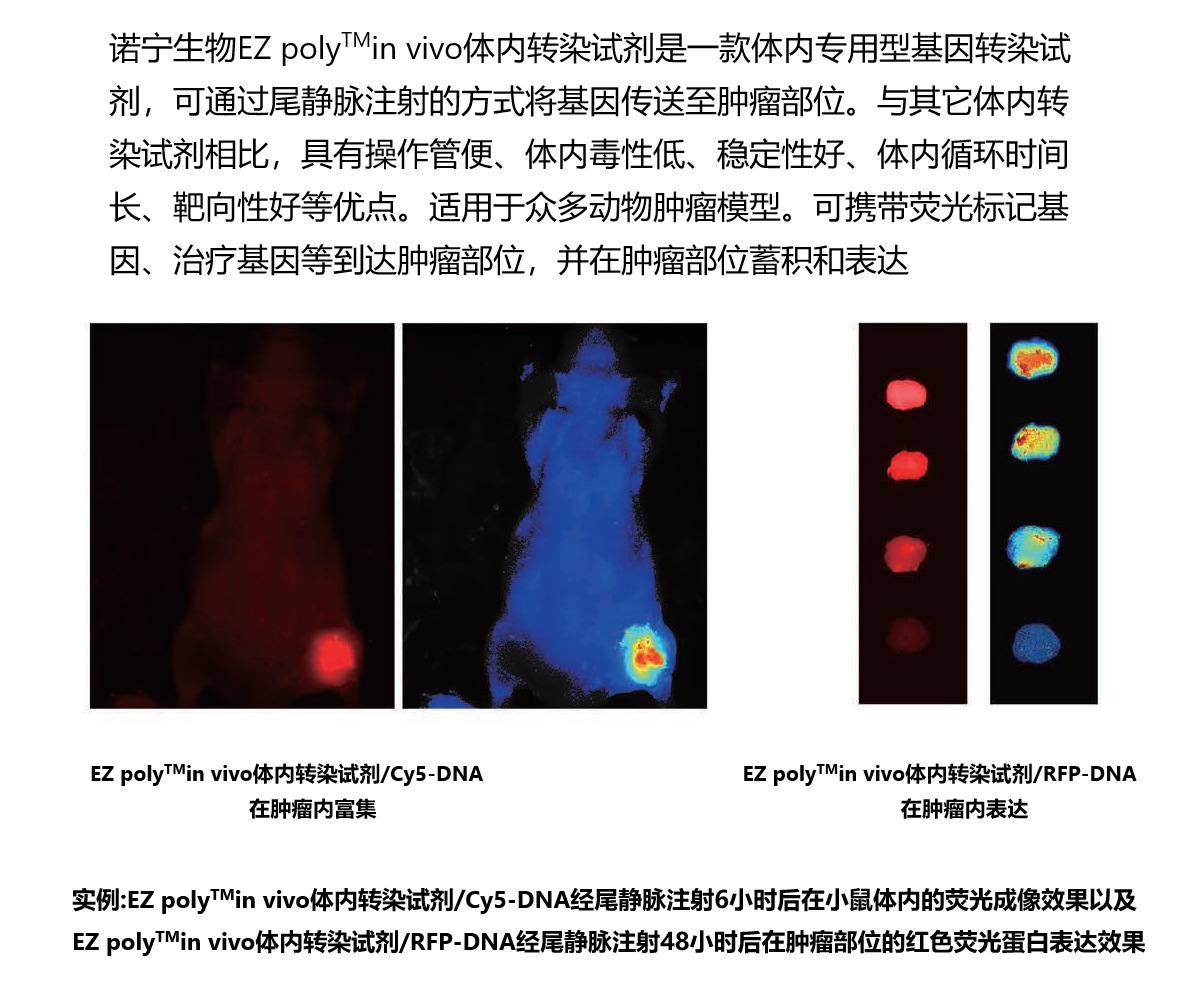 EZ poly™in vivo siRNA &amp; DNA 活体转染试剂（NBS0207）