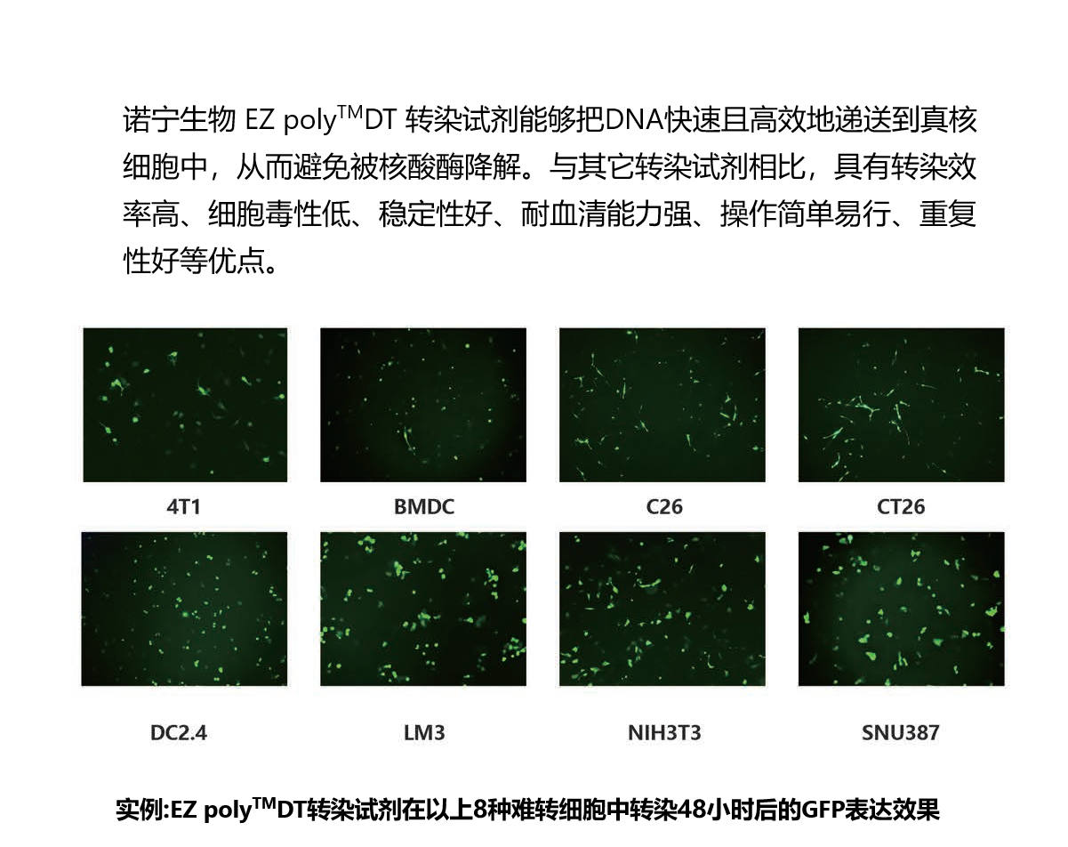 EZ poly™DT轉(zhuǎn)染試劑（NBS2022）