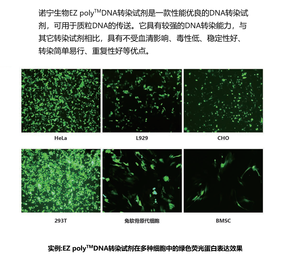 EZ poly™DNA转染试剂（NBS6326）