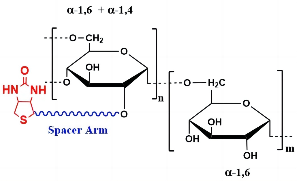 HAworks Dextran Biotin, MW 2,000 kDa 生物素标记的葡聚糖（DE-Biotin-2000k）