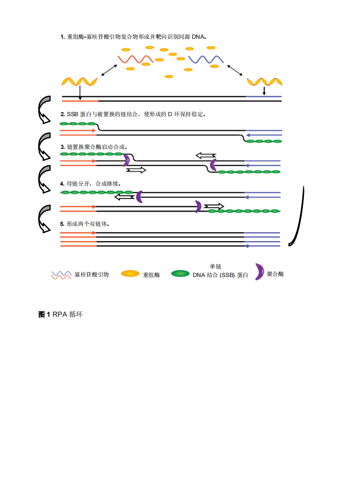 TwisDx   TwistAmp®Basic 试剂盒（TABAS03KIT）