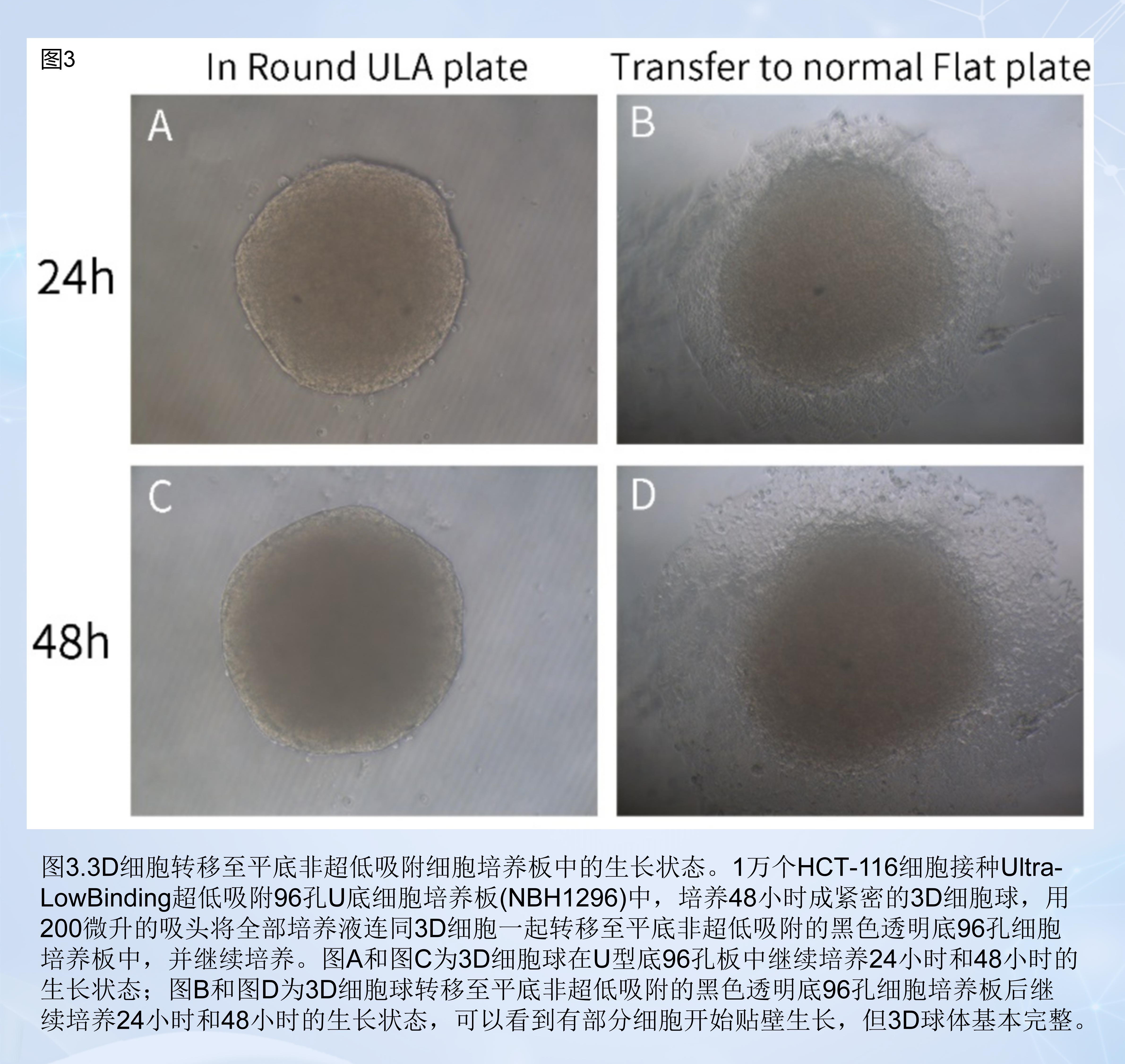 Ultra-Low Binding超低吸附12孔细胞培养板（NBH1112）
