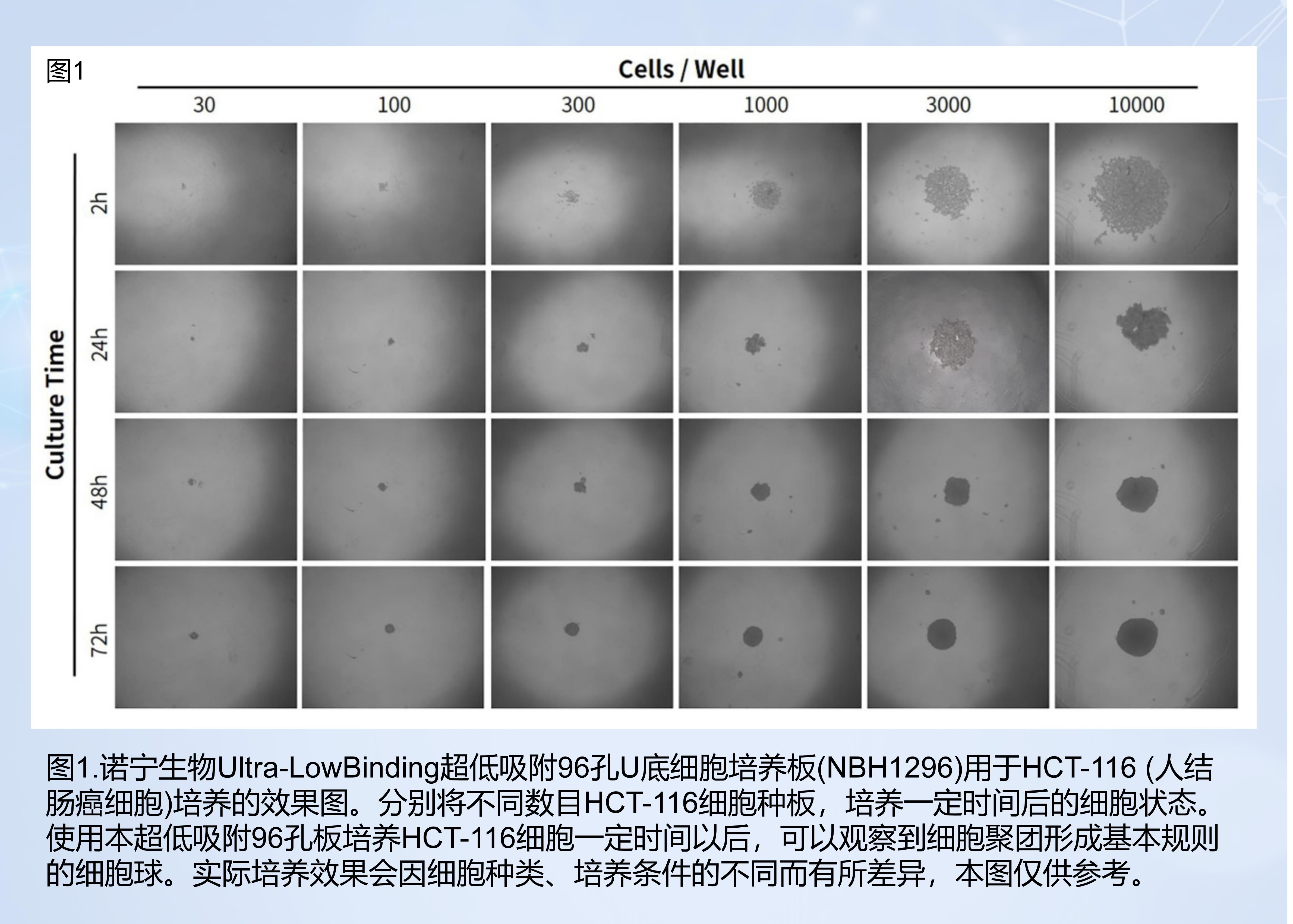 Ultra-Low Binding超低吸附24孔细胞培养板（NBH1124）