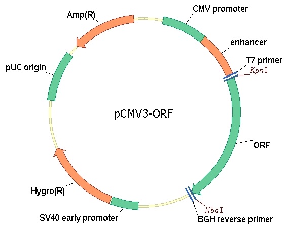 SARS-CoV-2 Omicron(JN.1) Spike Gene ORF cDNA clone expression plasmid  奥密克戎（JN.1）克隆表达质粒（NVG0986-UT）