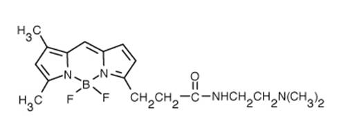 Thermor Life LysoTracker Green DND-26 绿色溶酶体荧光探针（L7526）