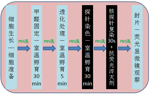 鬼笔环肽及偶联物（Phalloidin and Phalloidin Conjugates）产品专题 图2.png